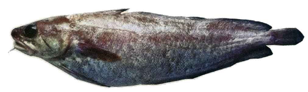 Phycis phycis_00llll